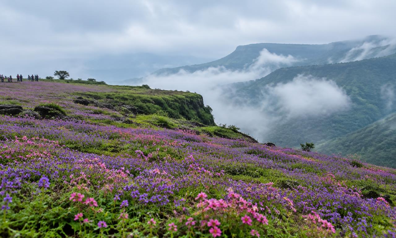 कास पठारावर रानफुलांचा बहर; पर्यटकांची गर्दी
